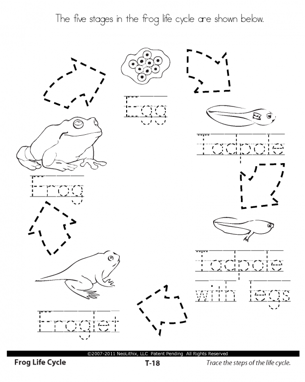Sample 1st Grade Science Stages in the Life Cycle